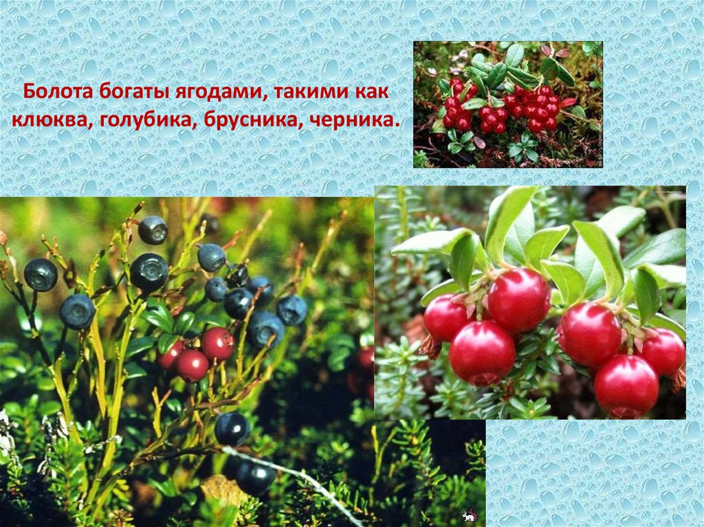 Болота богаты ягодами, такими как клюква, голубика, брусника, черника.