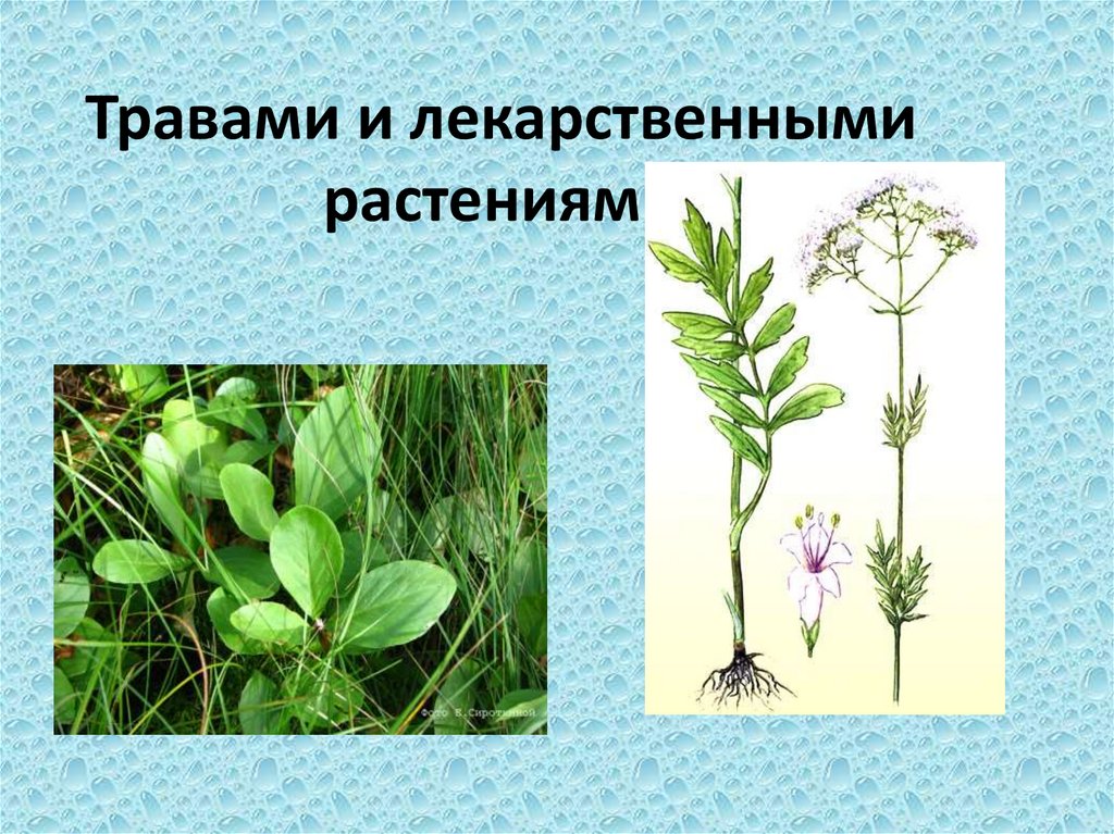 Травами и лекарственными растениями