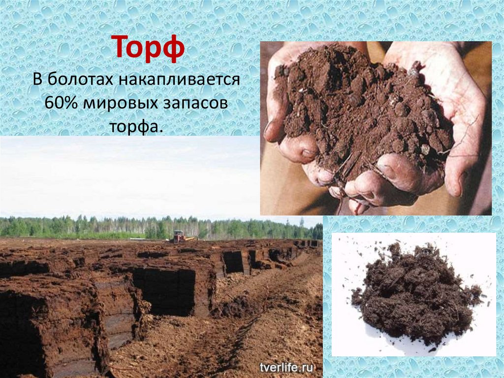 Торф В болотах накапливается 60% мировых запасов торфа.