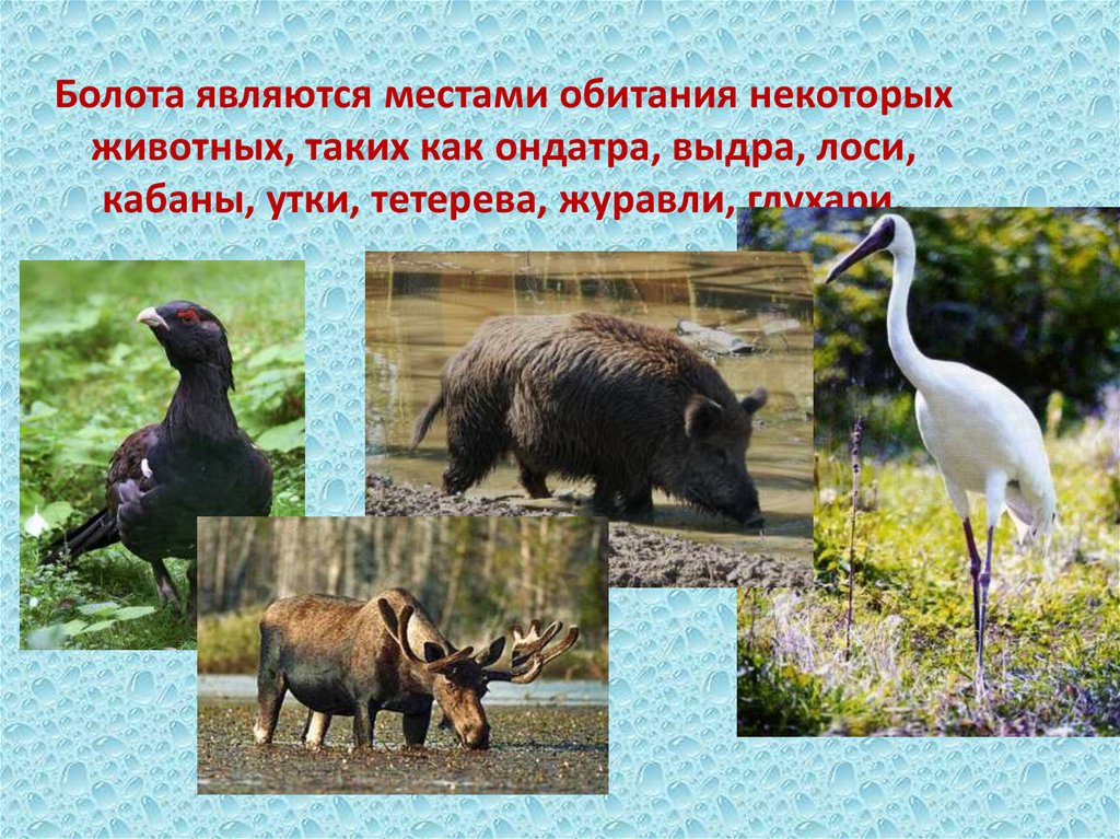 Болота являются местами обитания некоторых животных, таких как ондатра, выдра, лоси, кабаны, утки, тетерева, журавли, глухари.