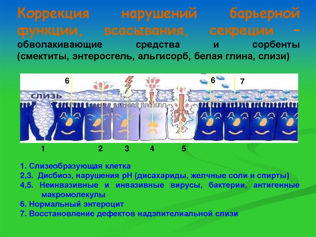 Коррекция нарушений барьерной функции, всасывания, секреции – обволакивающие средства и сорбенты (смектиты, энтеросгель,