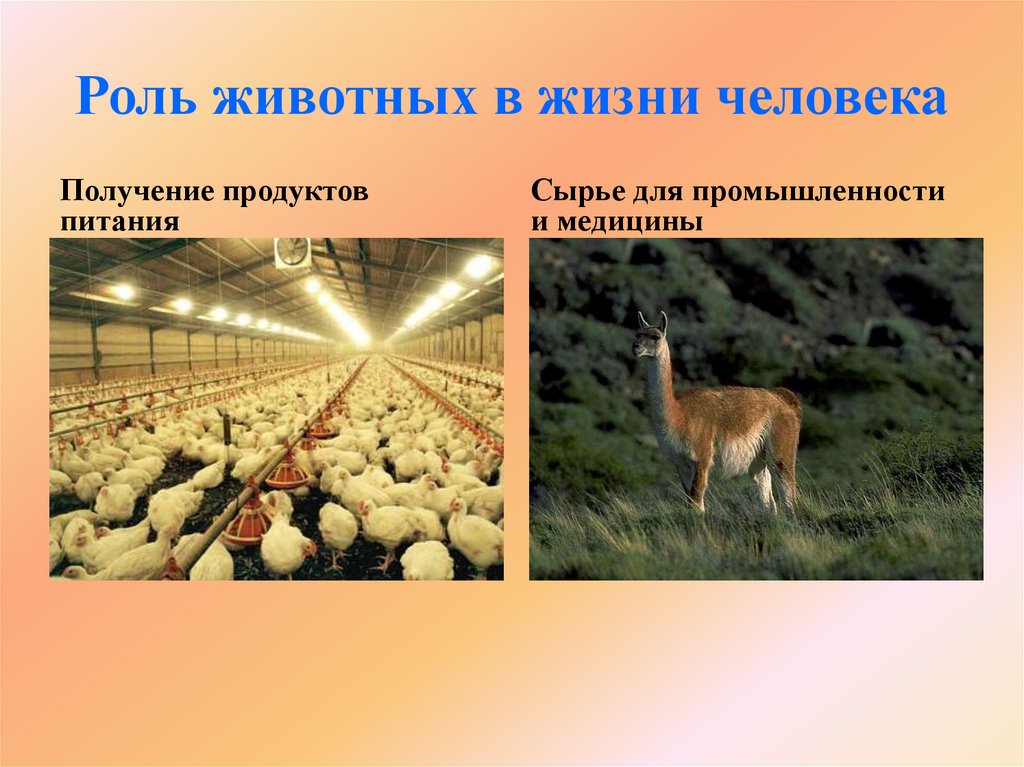 Роль животных в жизни человека