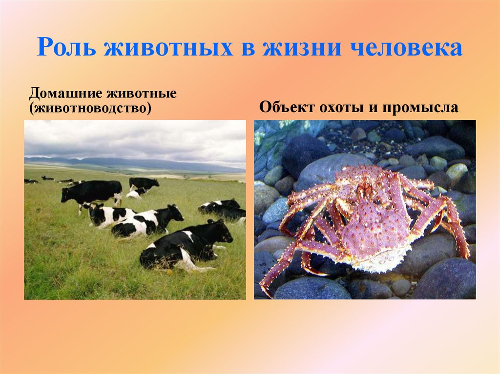 Роль животных в жизни человека