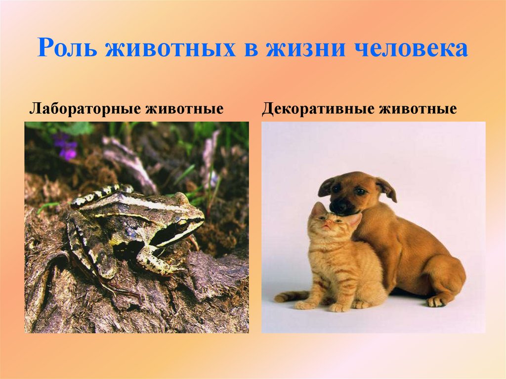 Роль животных в жизни человека