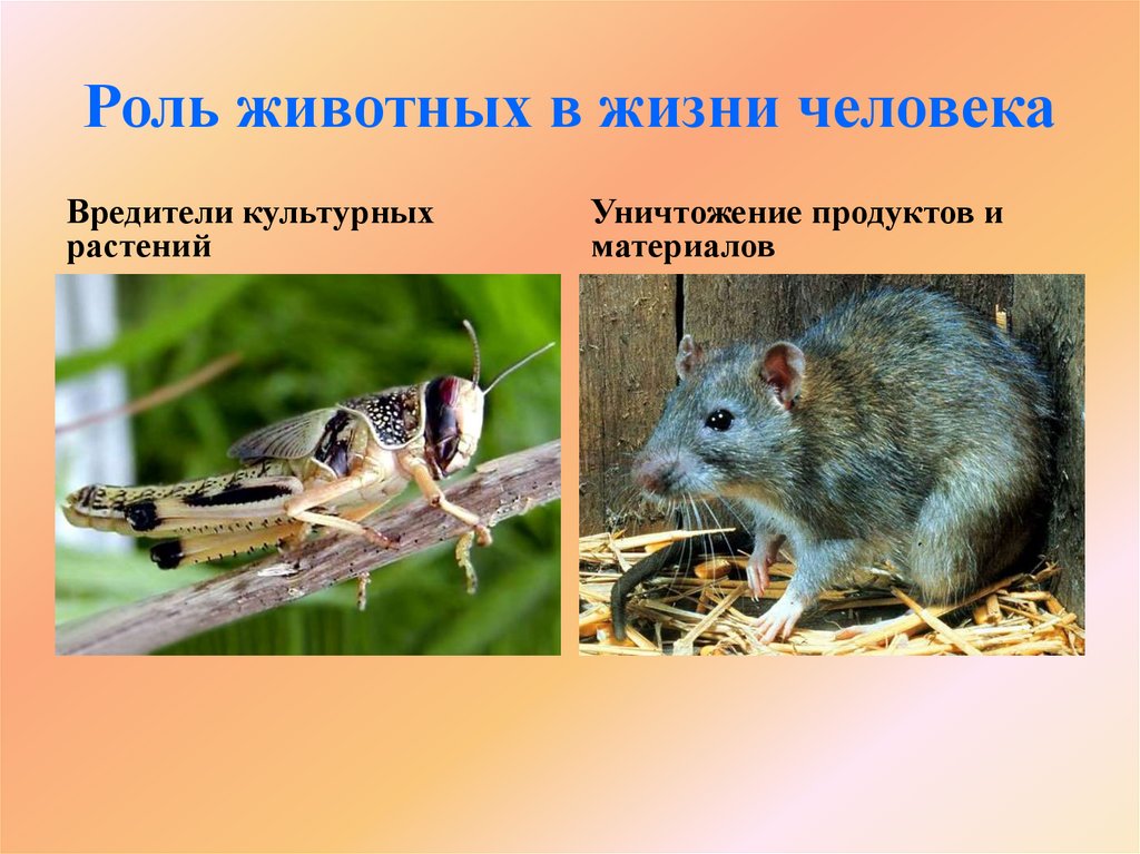 Роль животных в жизни человека