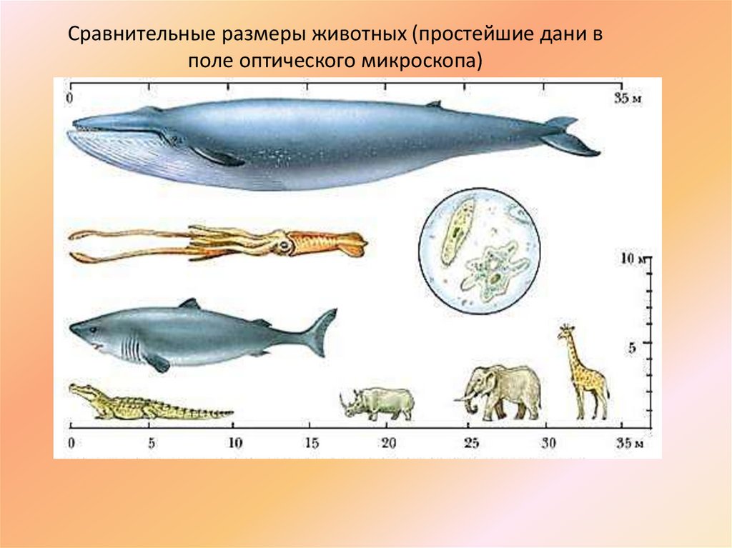 Сравнительные размеры животных (простейшие дани в поле оптического микроскопа)