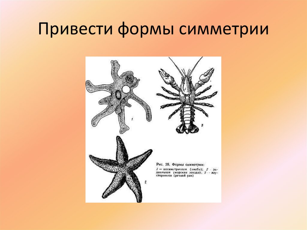 Привести формы симметрии