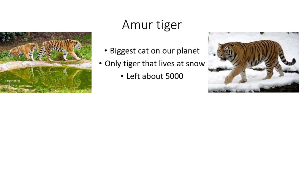 Amur tiger