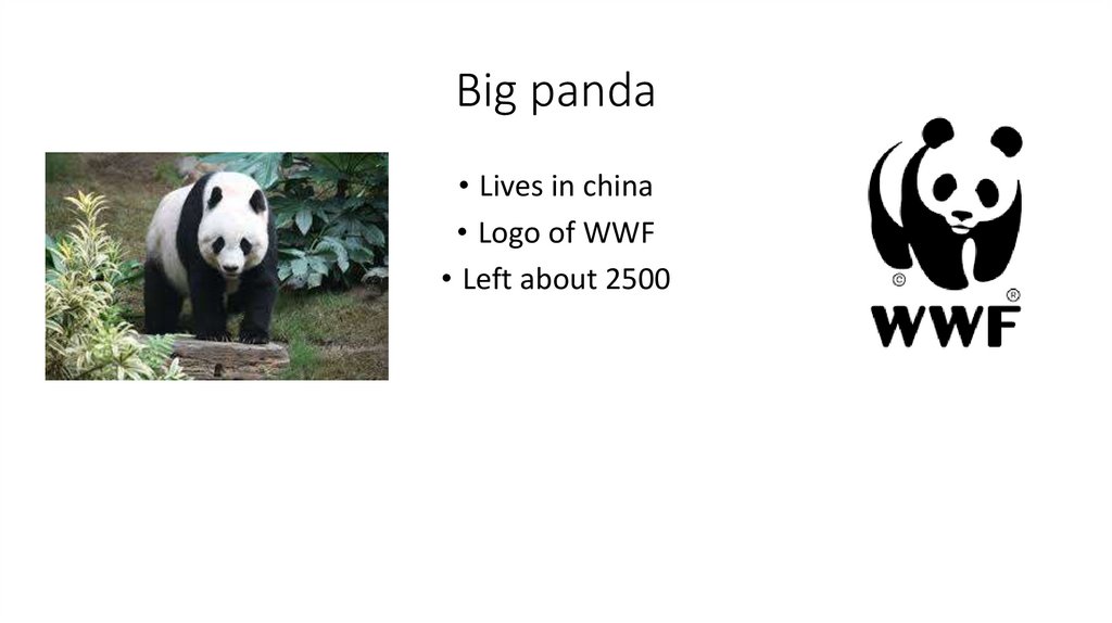 Big panda