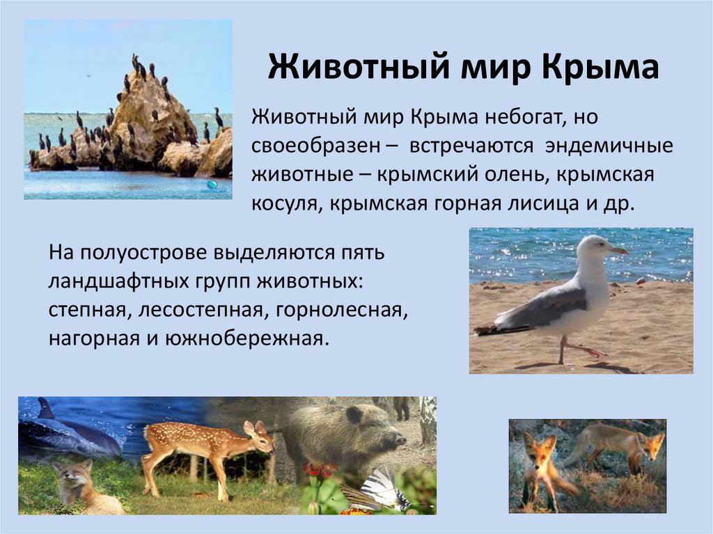 Животный мир Крыма