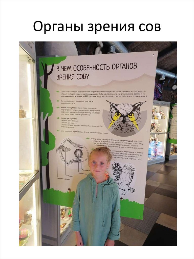 Органы зрения сов