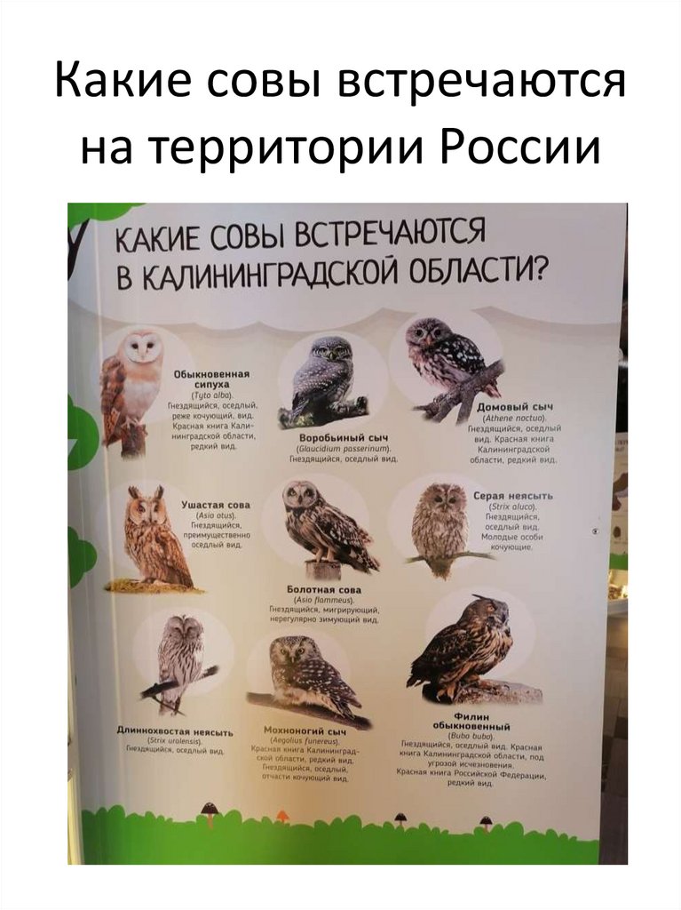 Какие совы встречаются на территории России