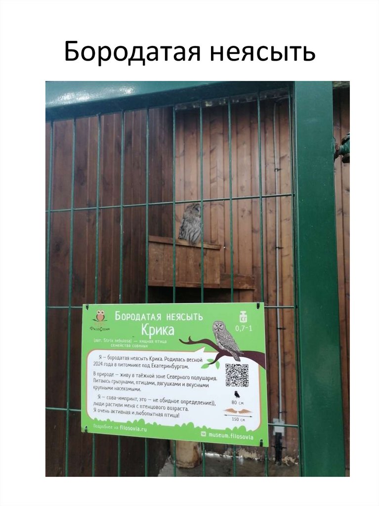 Бородатая неясыть