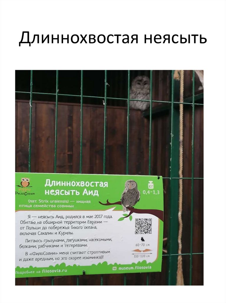 Длиннохвостая неясыть