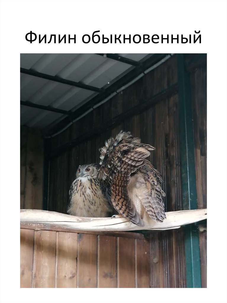 Филин обыкновенный