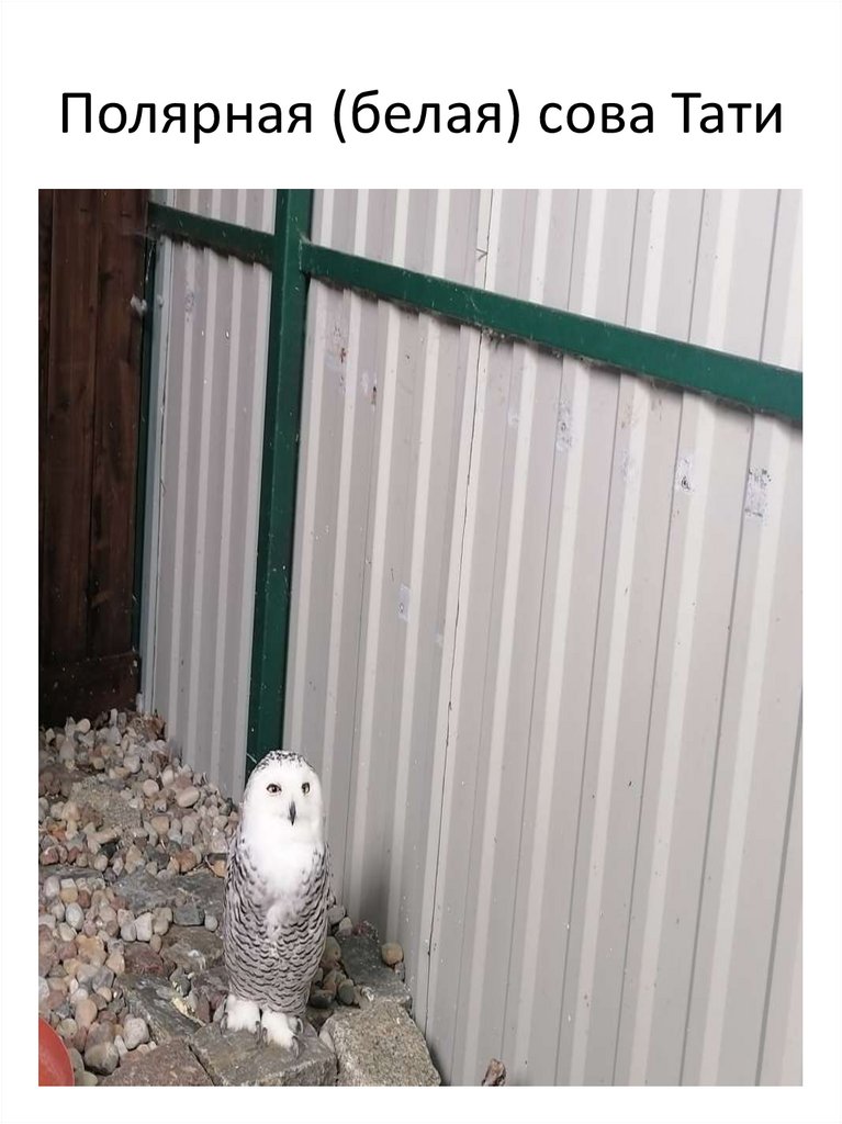 Полярная (белая) сова Тати