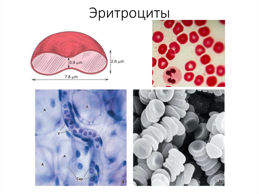 Эритроциты