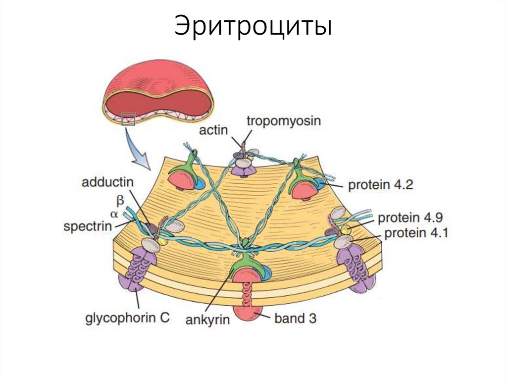 Эритроциты