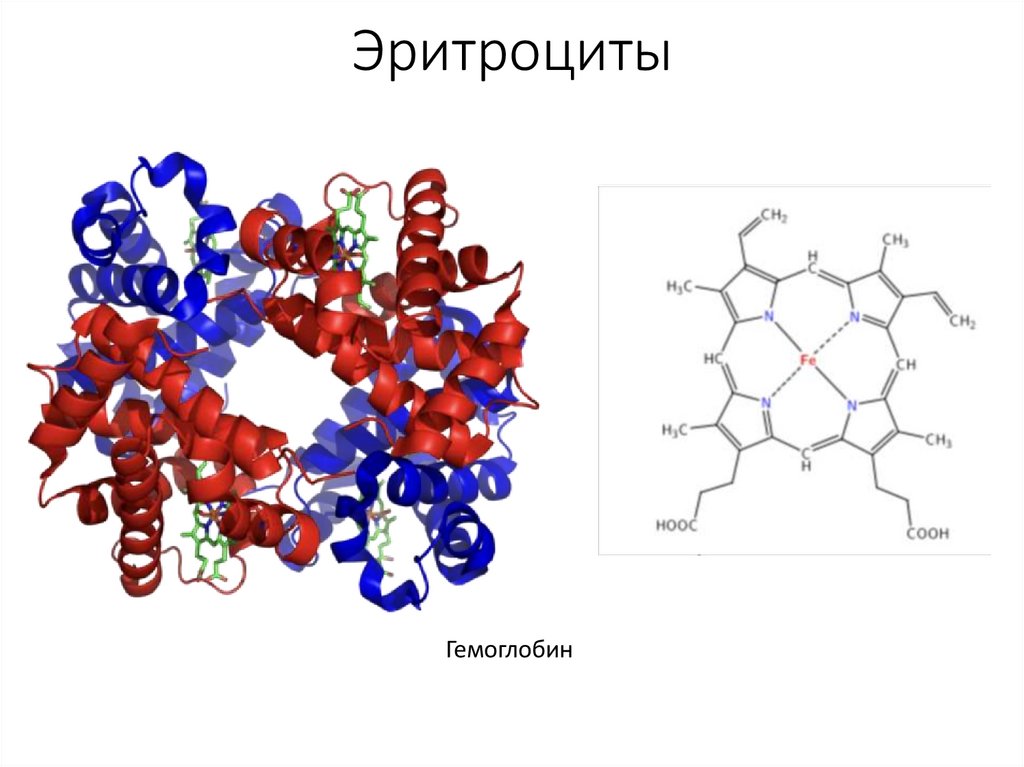 Эритроциты