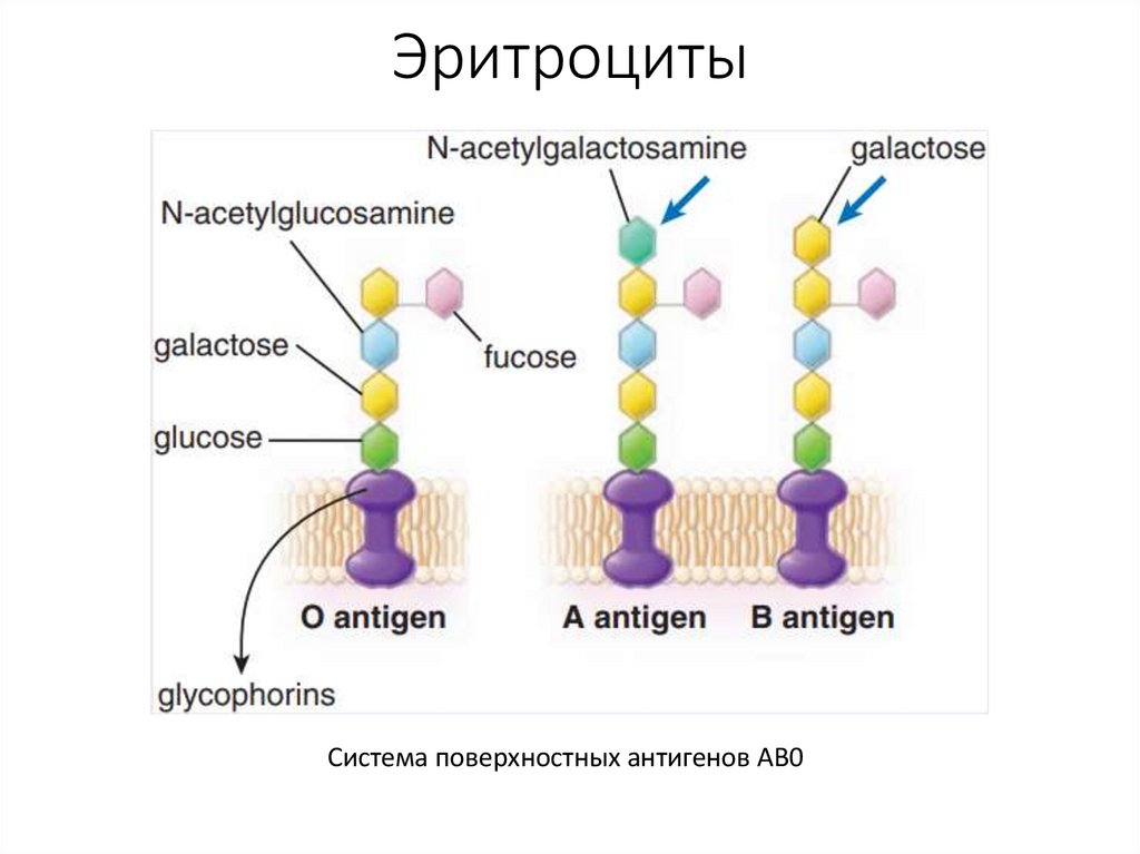 Эритроциты