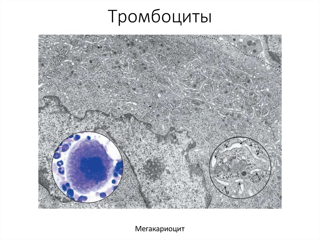 Тромбоциты