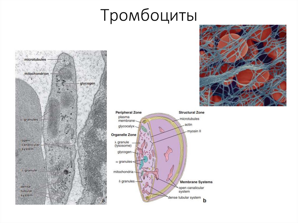Тромбоциты