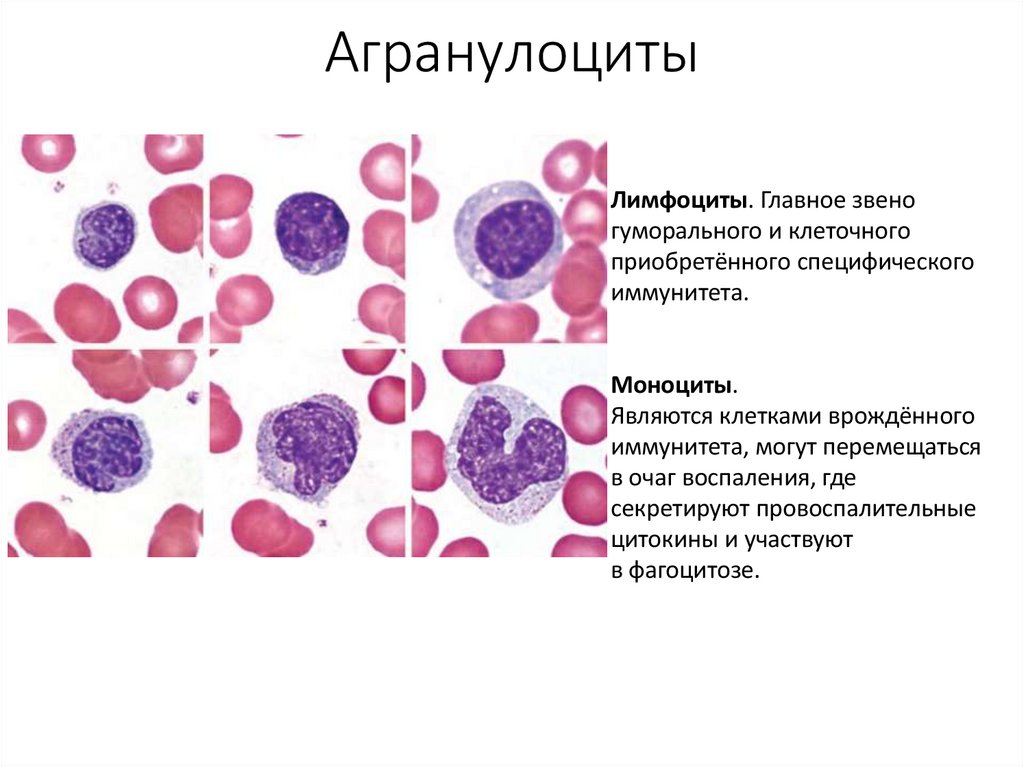 Агранулоциты