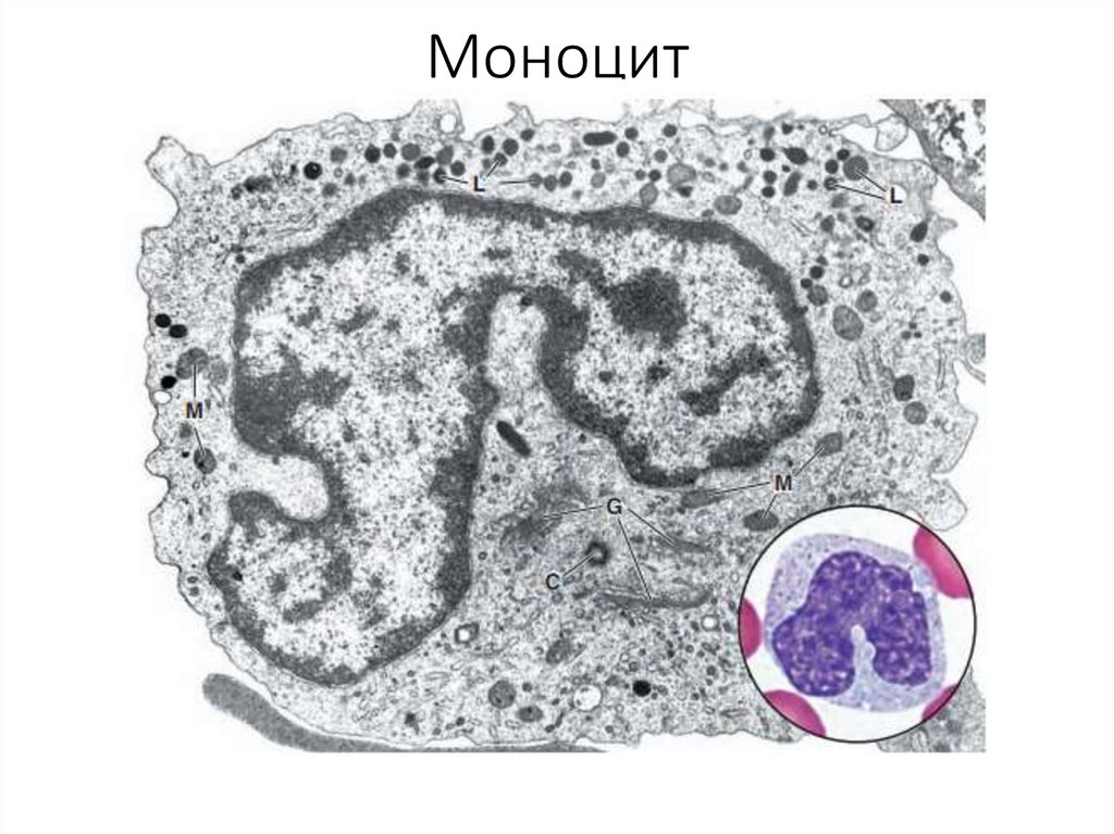 Моноцит