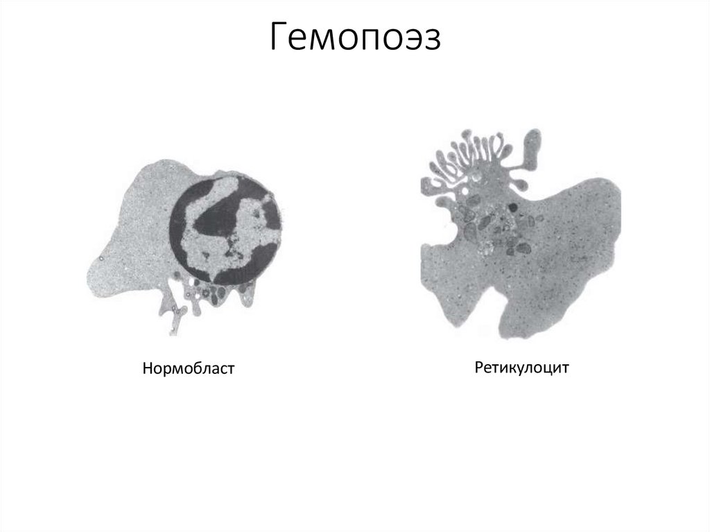 Гемопоэз