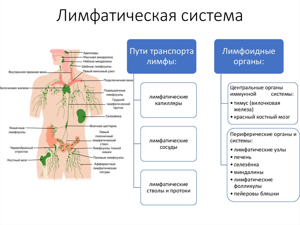 Лимфатическая система