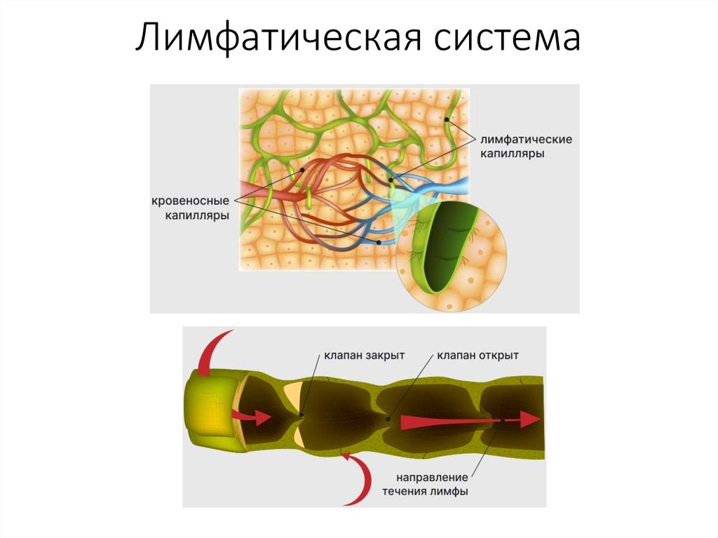 Лимфатическая система