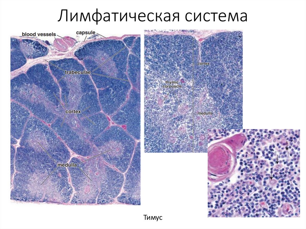 Лимфатическая система