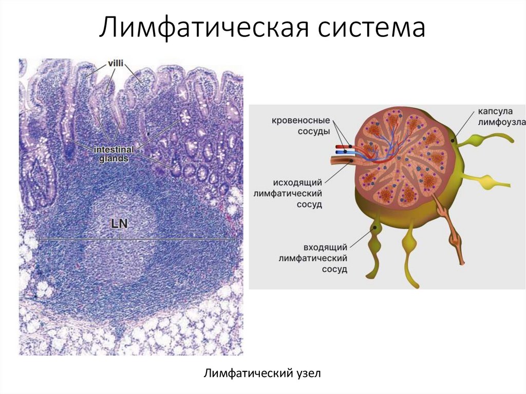 Лимфатическая система