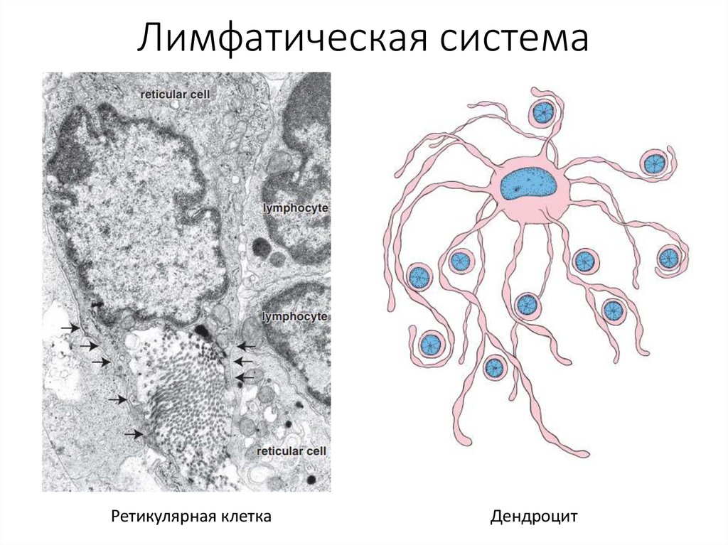 Лимфатическая система
