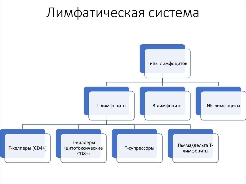 Лимфатическая система
