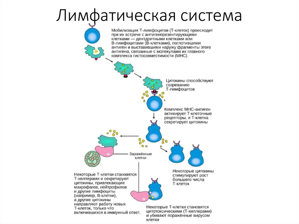 Лимфатическая система
