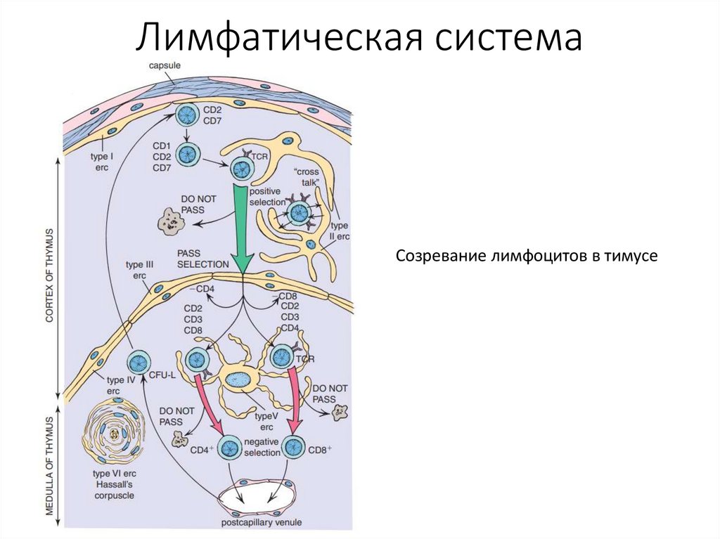Лимфатическая система