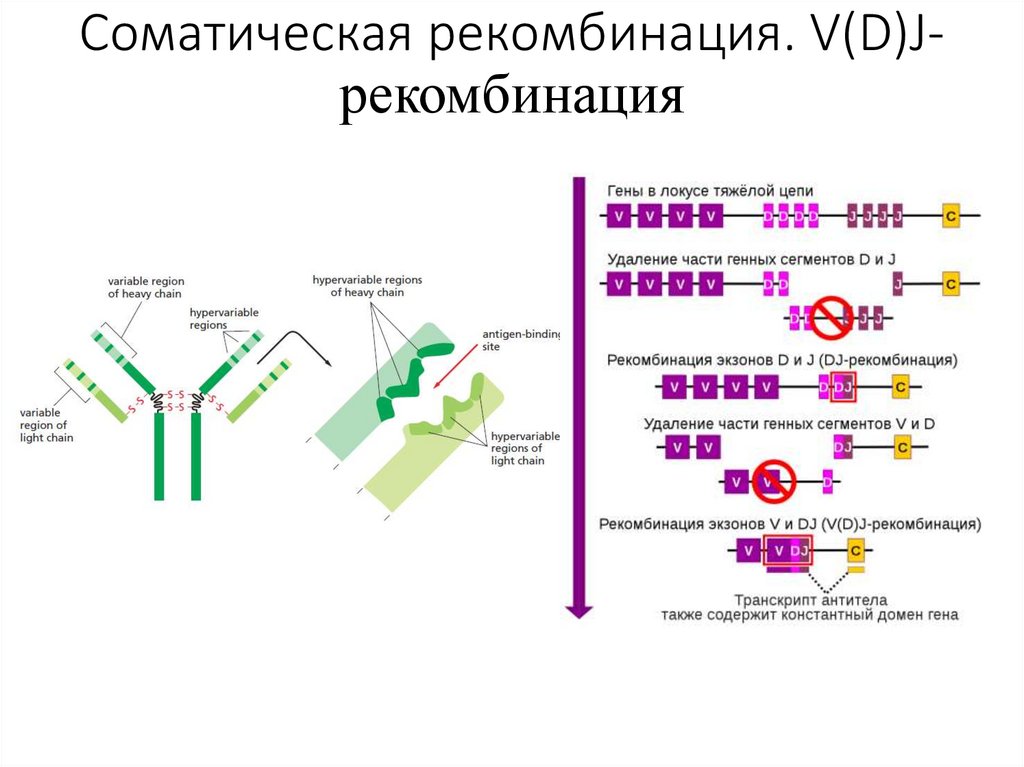 Соматическая рекомбинация. V(D)J-рекомбинация