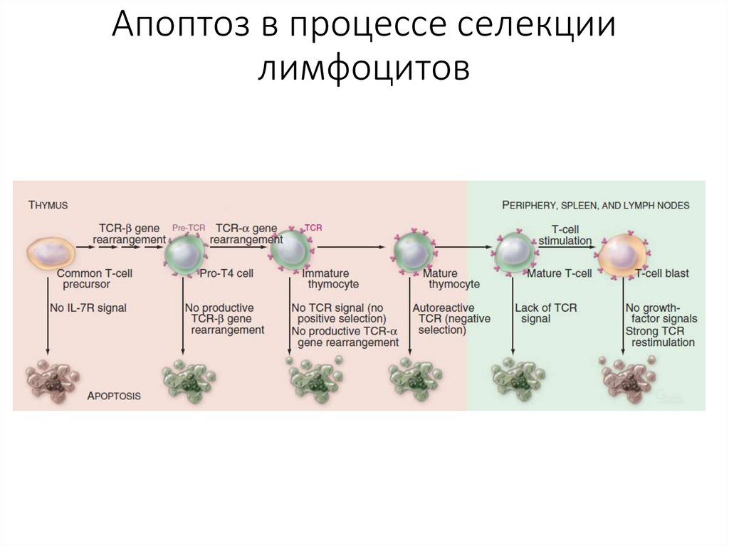 Апоптоз в процессе селекции лимфоцитов