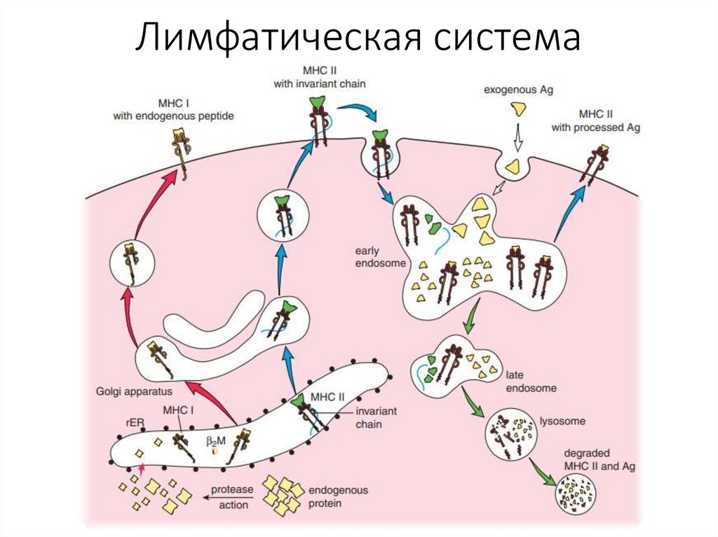 Лимфатическая система
