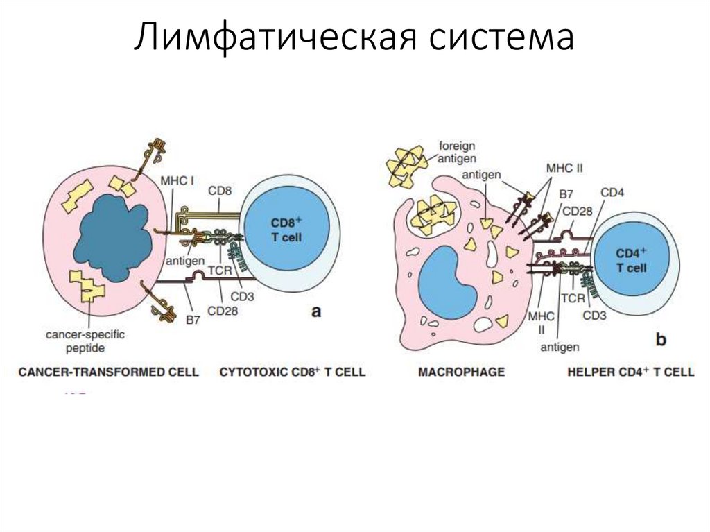 Лимфатическая система