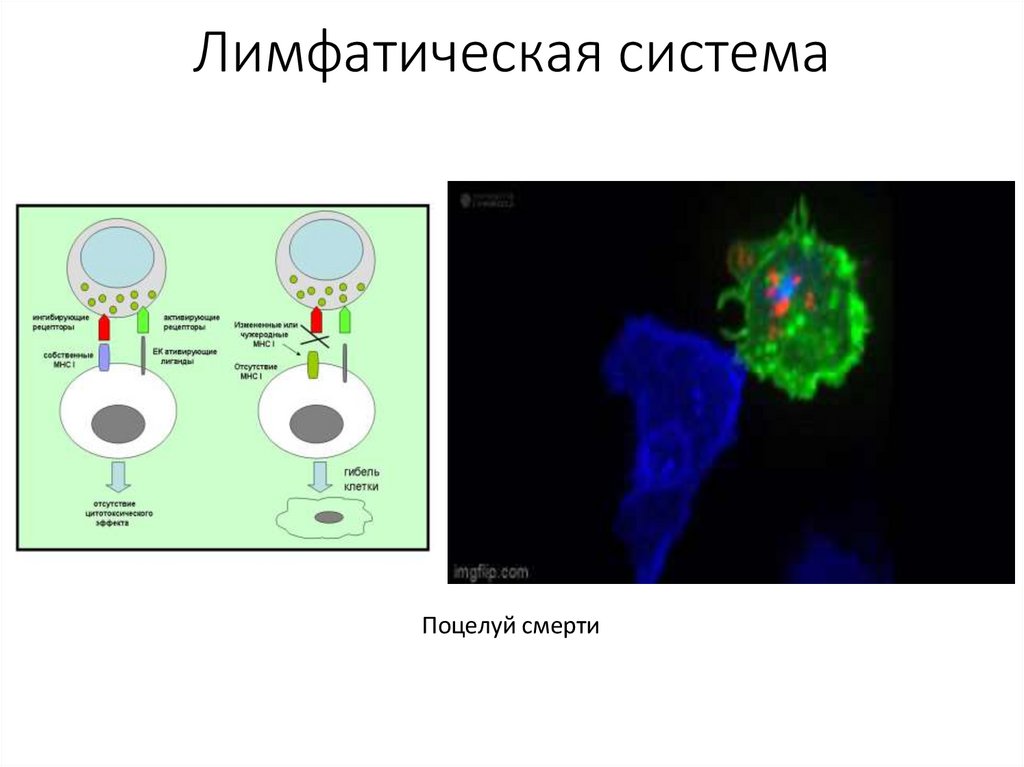 Лимфатическая система