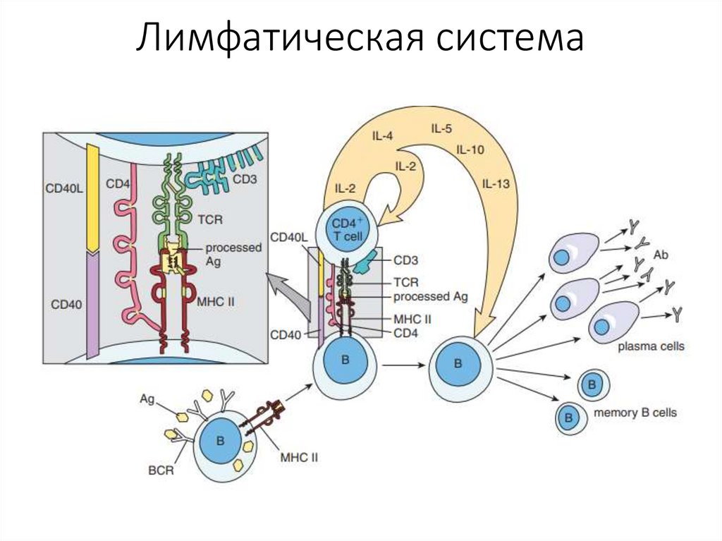 Лимфатическая система