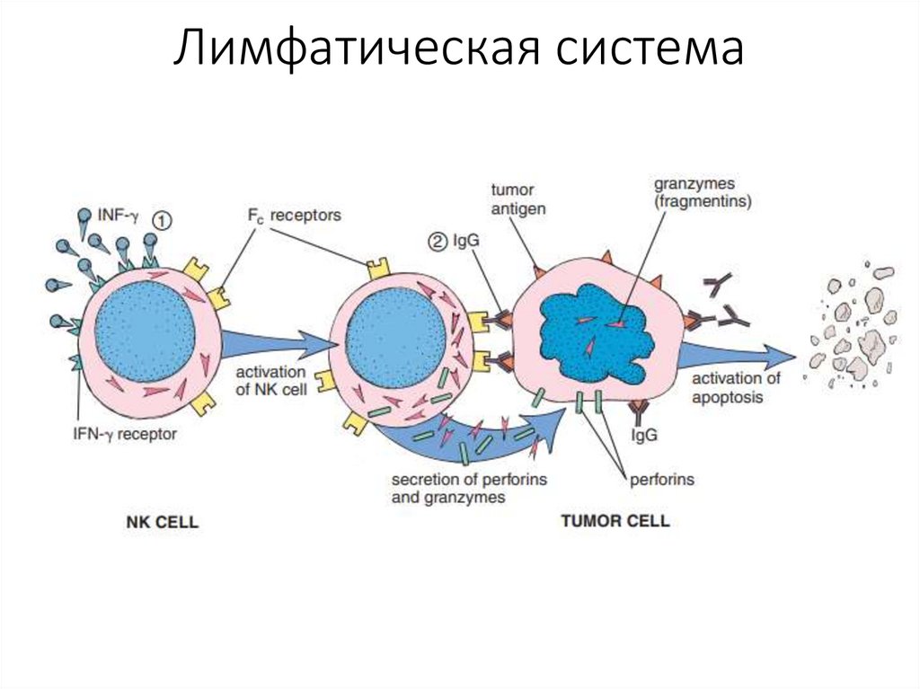 Лимфатическая система