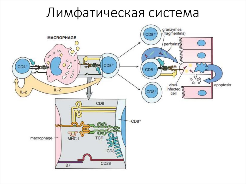 Лимфатическая система