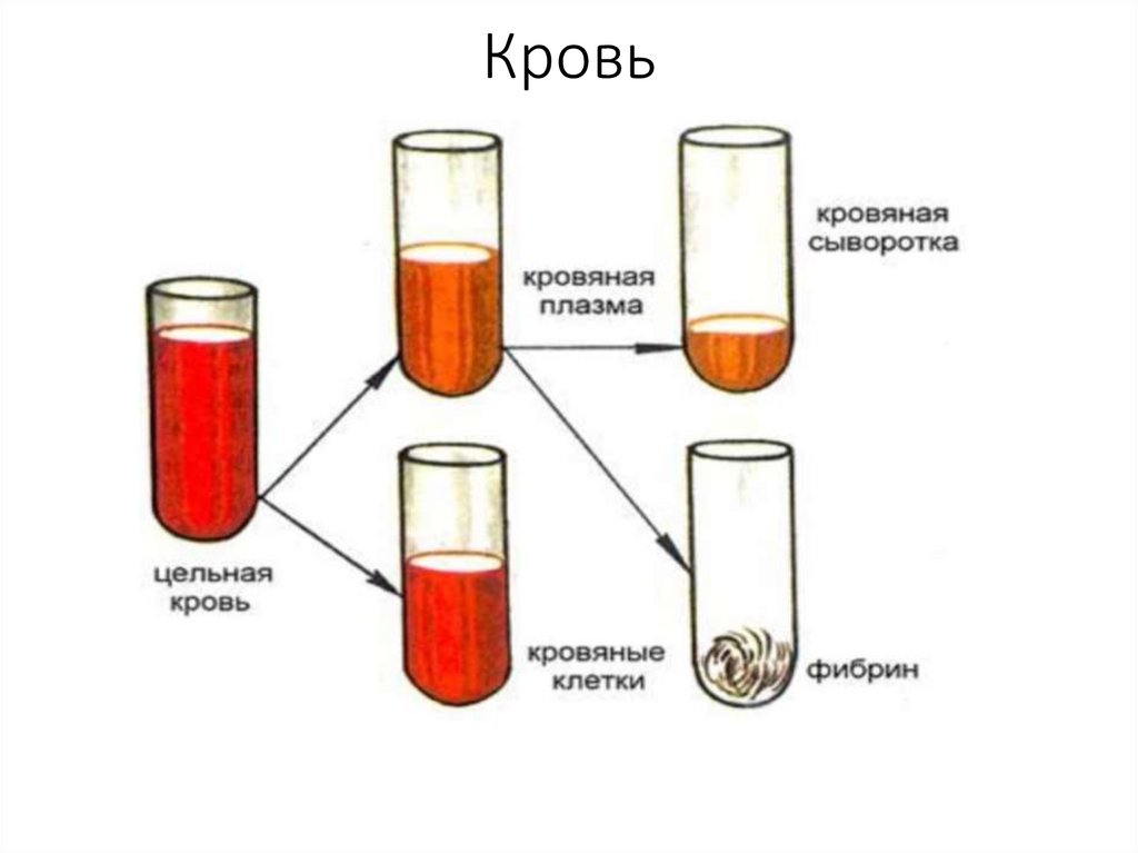 Кровь