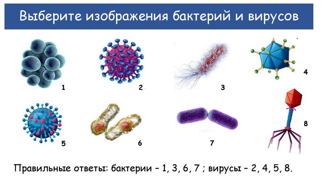 Выберите изображения бактерий и вирусов