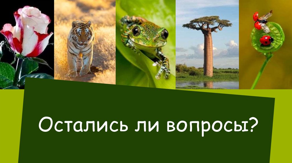 Остались ли вопросы?