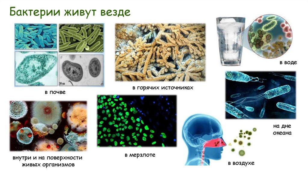 Бактерии живут везде