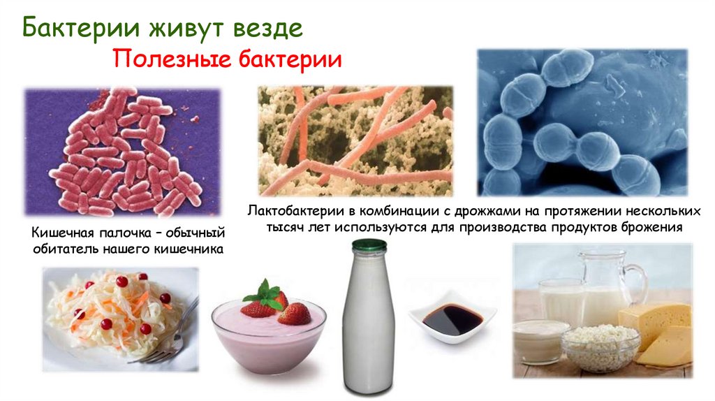 Бактерии живут везде